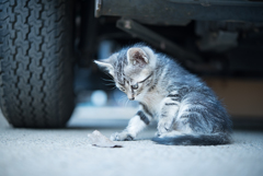 ねこ。