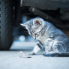 ねこ。