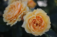 薔薇の共演