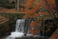 養老公園の秋