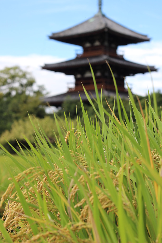 秋の法起寺