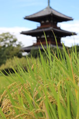 秋の法起寺
