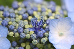滴花