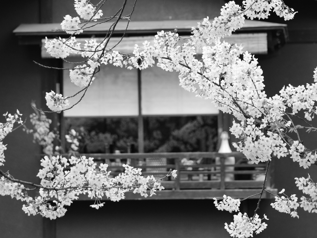 古都の桜