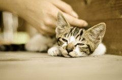 ねこ