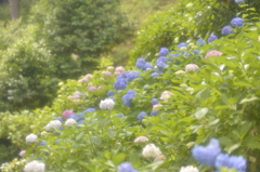 三室戸寺③