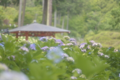 三室戸寺①