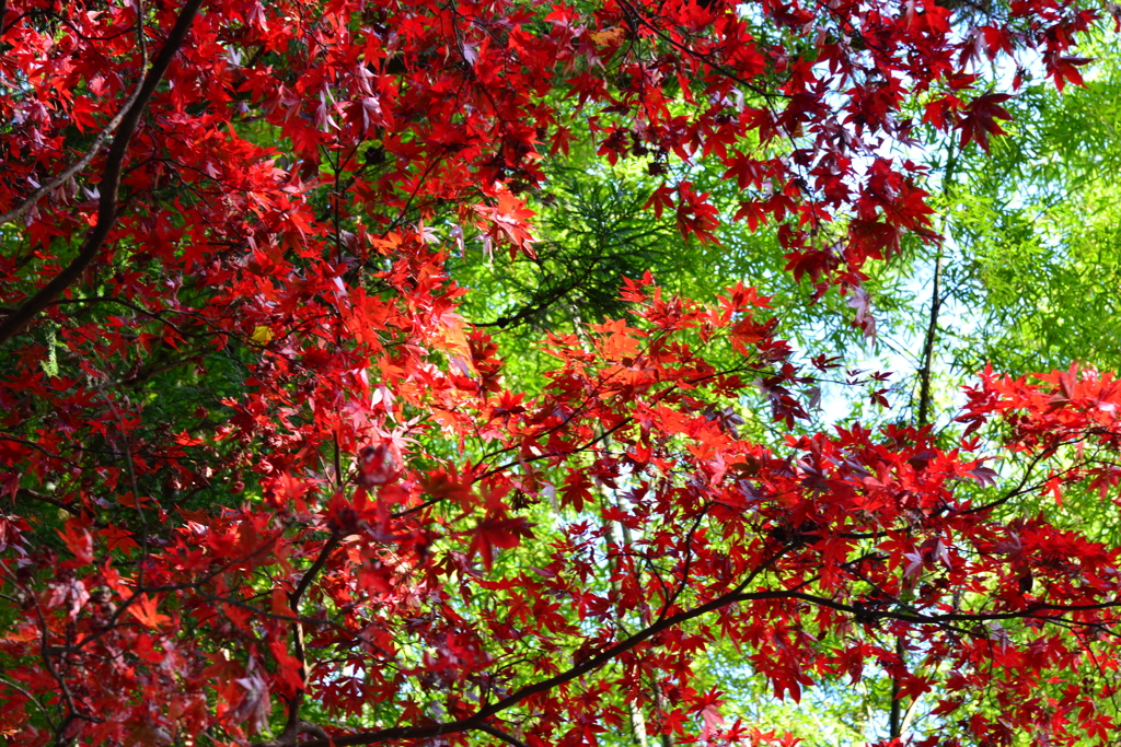 紅葉