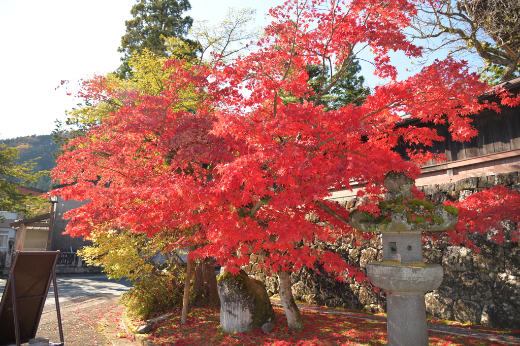 紅葉