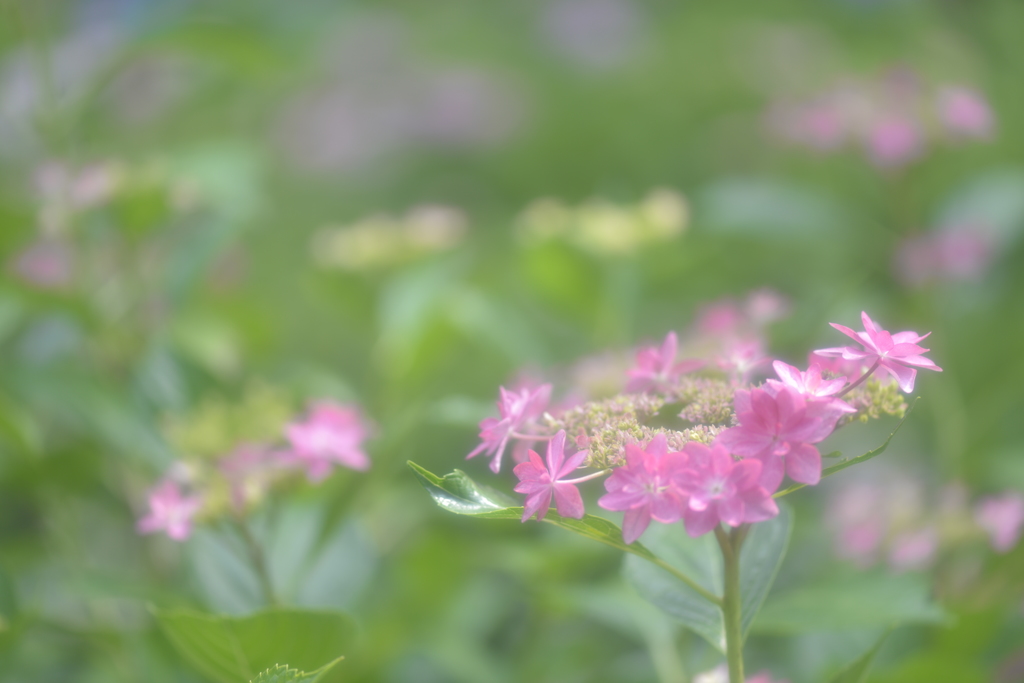 三室戸寺⑤