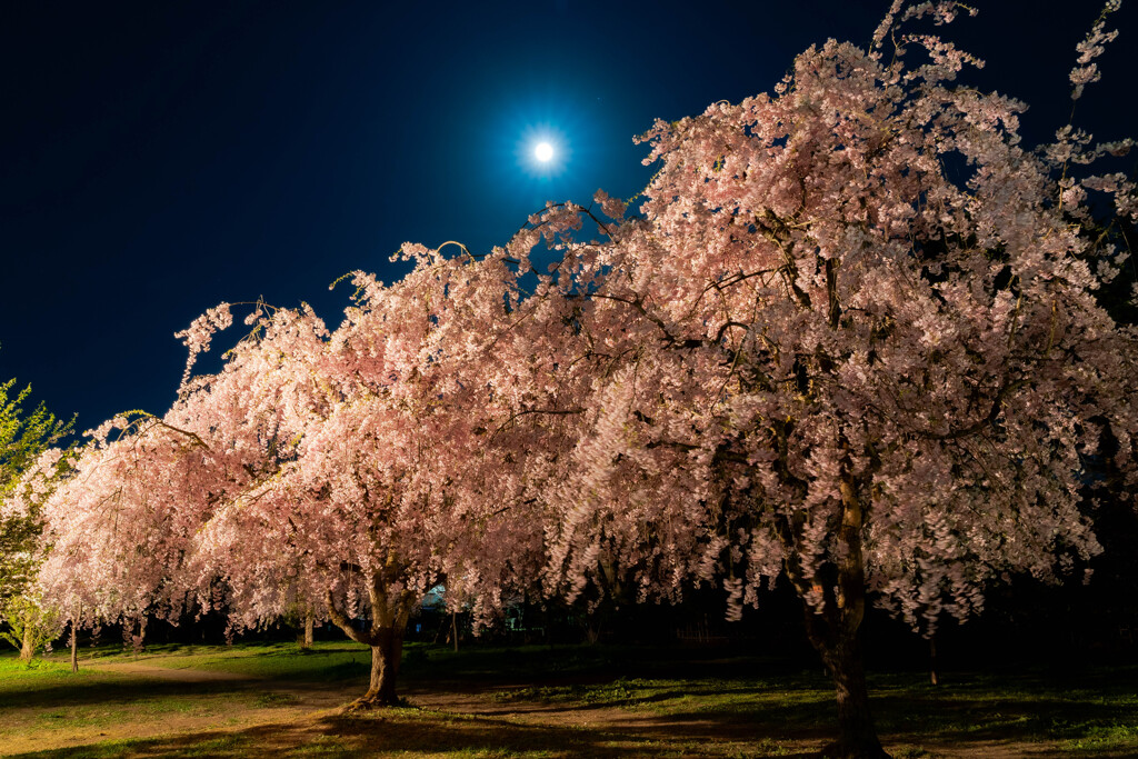 月と桜