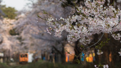 芦野公園の桜