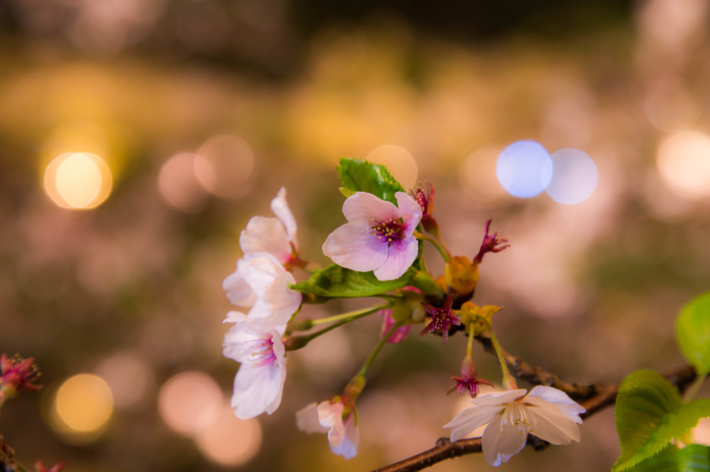 撮り納めの桜