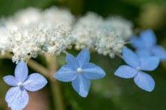 紫陽花