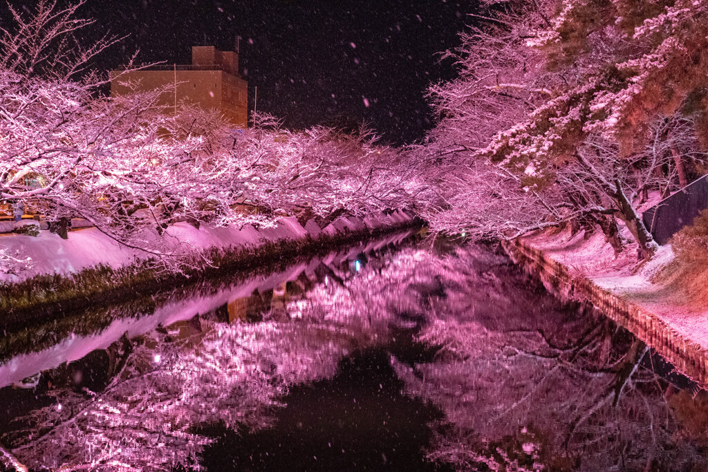 雪桜