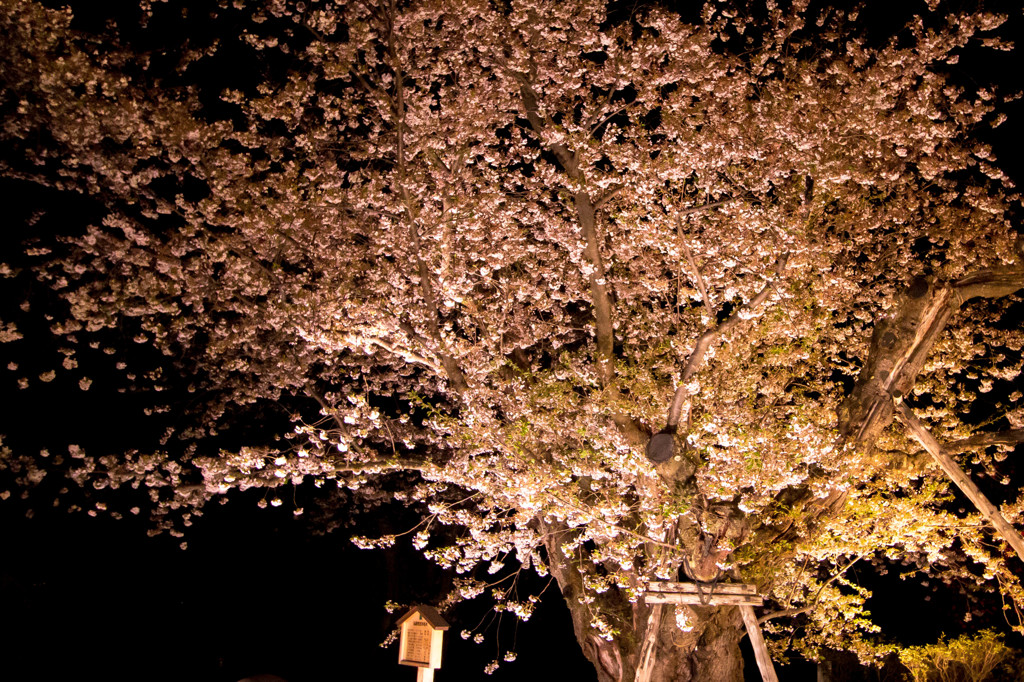 弘前公園の夜・日本一太いソメイヨシノ？