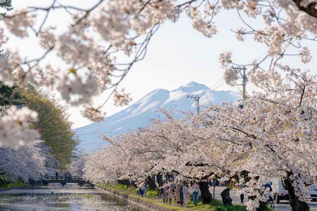 桜、岩木山、弘前の春