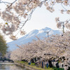 桜、岩木山、弘前の春
