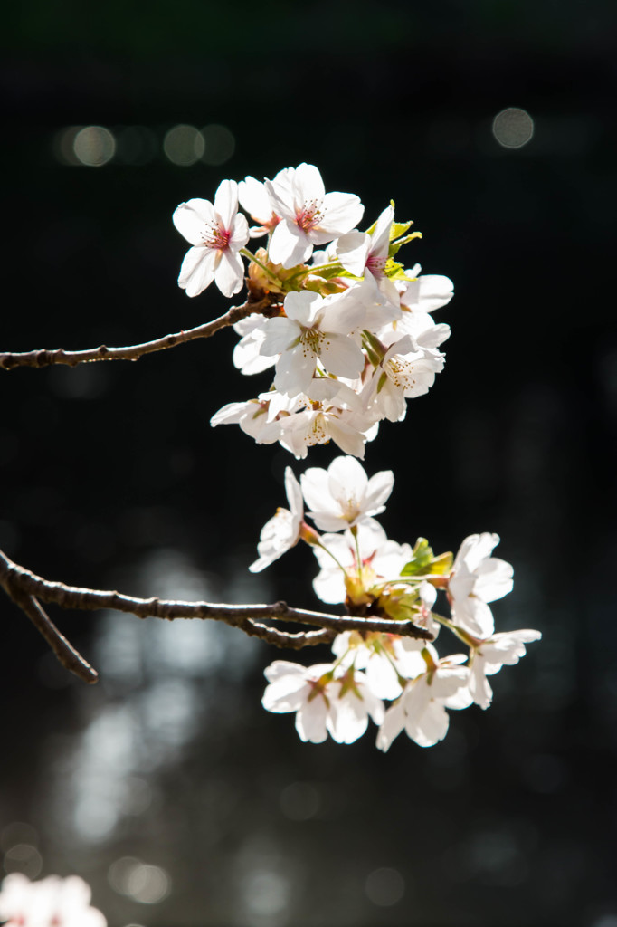 弘前公園の春Ⅴ