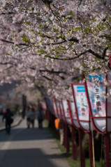 弘前公園の春Ⅶ