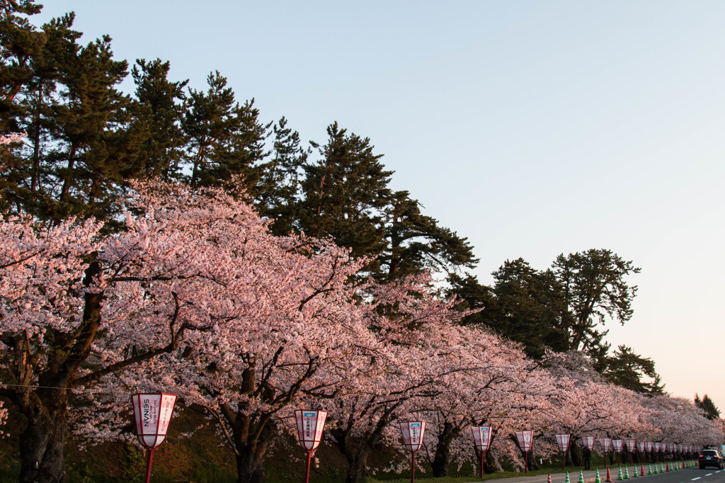 弘前公園の春Ⅰ