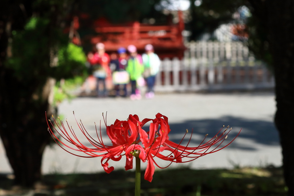 秋の最勝院