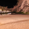 弘前公園の夜・花筏