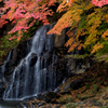 中野もみじ山・不動の滝