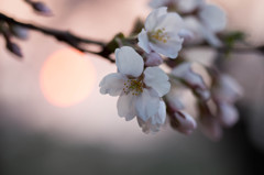 夕に染まる