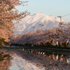 弘前公園の春Ⅱ