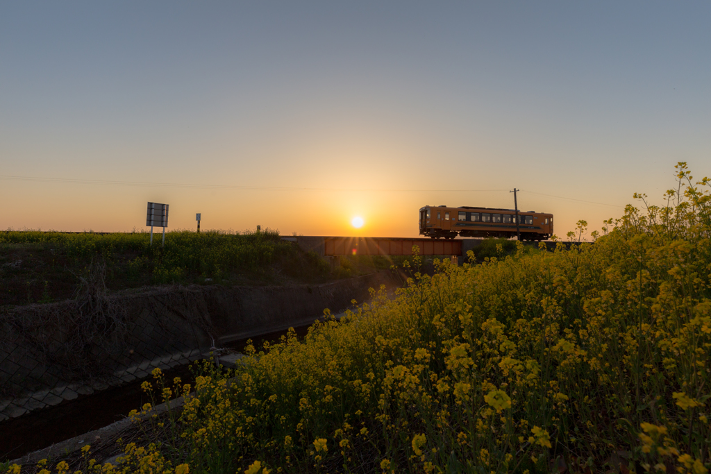 菜の花の夕暮れ