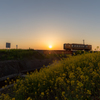 菜の花の夕暮れ