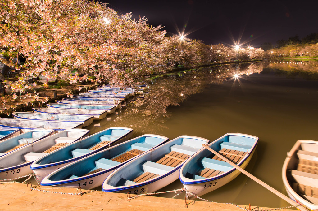 弘前公園・終盤の桜　西濠Ⅱ
