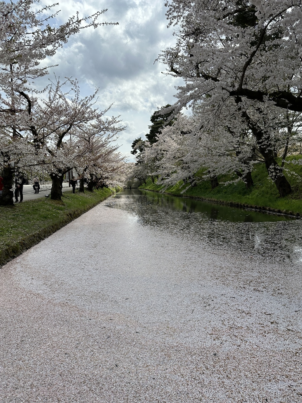 弘前公園の春Ⅲ