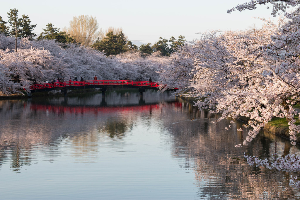 弘前公園の春Ⅲ