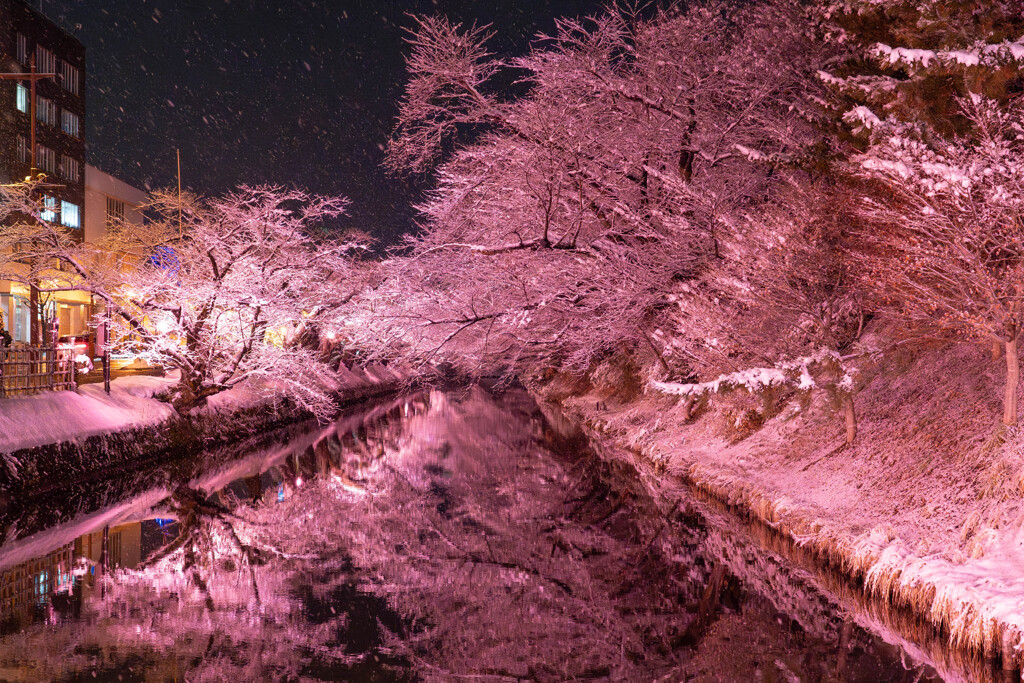 雪桜Ⅱ