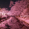 雪桜Ⅱ