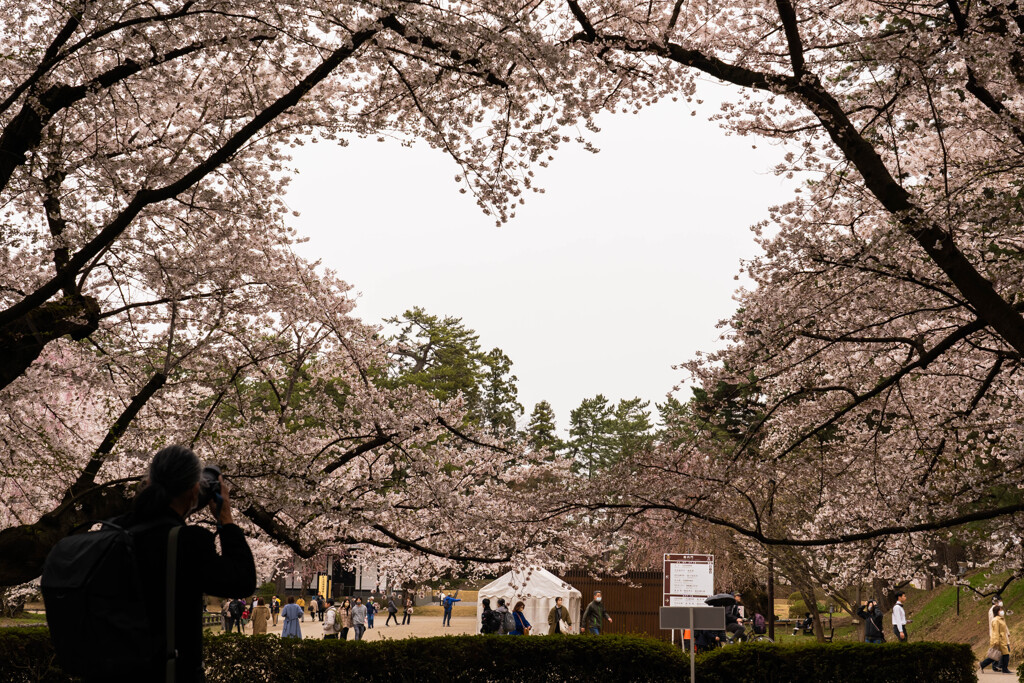 弘前公園の春Ⅱ