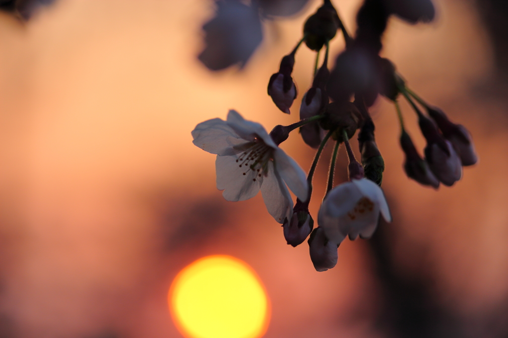 夕に染まる2