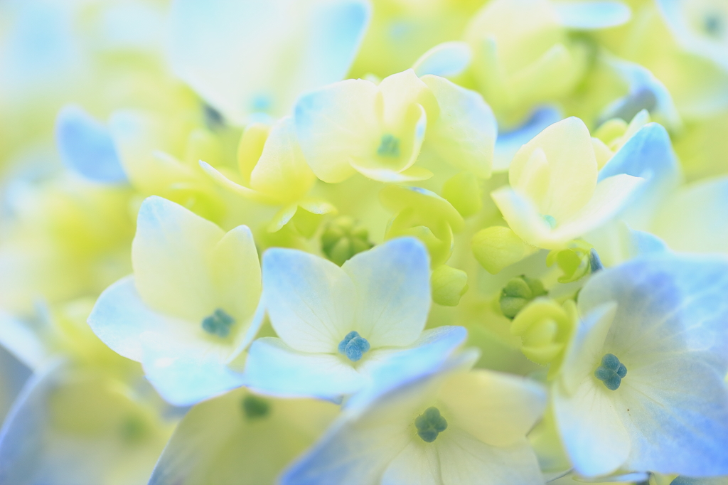 ６月の紫陽花