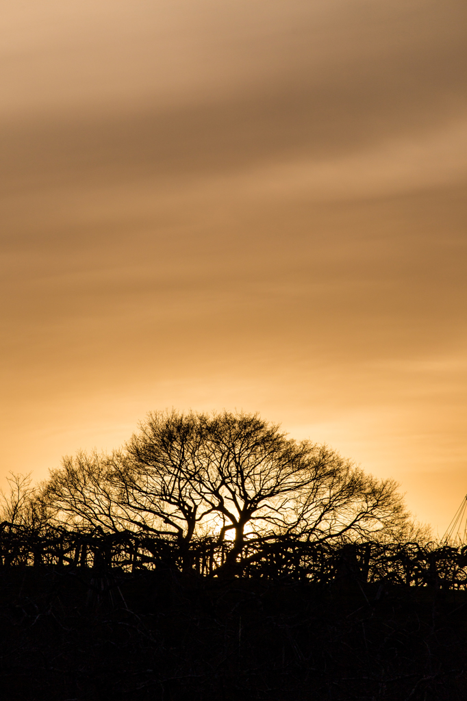 Twin tree