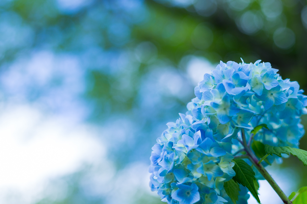 梅雨時の花