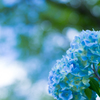 梅雨時の花