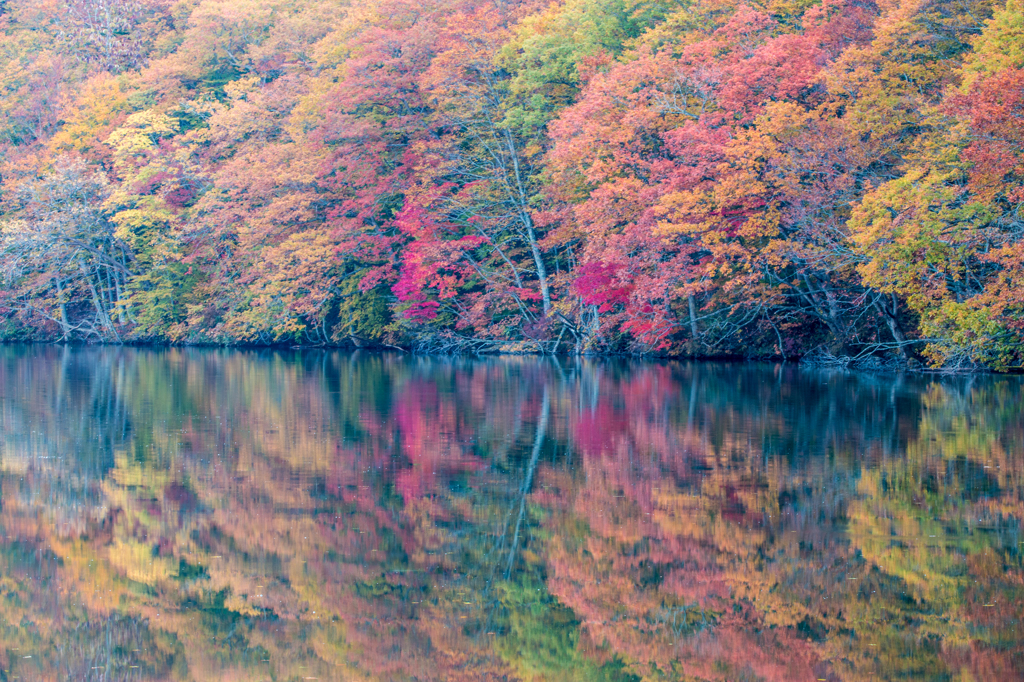 蔦沼の紅葉