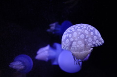 海月