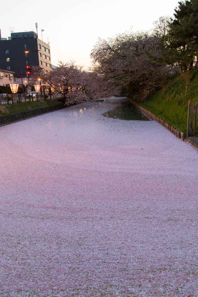 弘前公園の夕・花筏