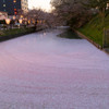 弘前公園の夕・花筏
