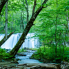 新緑に溢れた奥入瀬