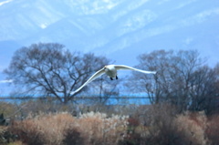 今期初の白鳥