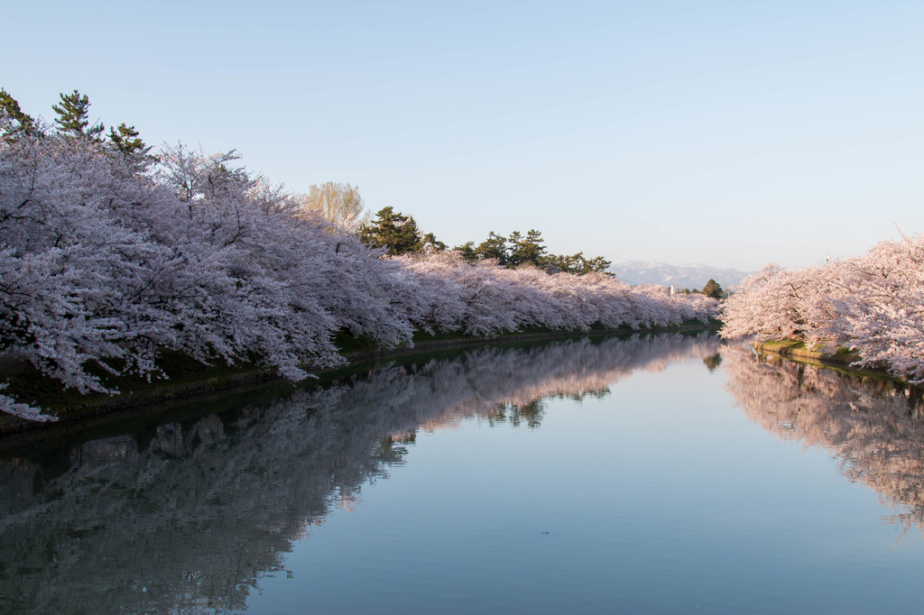 弘前公園の春Ⅳ